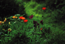 zur selben Zeit im Garten