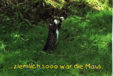 ziemlich sooo war die Maus!